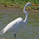 Grande aigrette