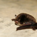 Myotis daubentonii