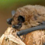 Pipistrellus pipistrellus