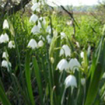 Leucojum aestivum 